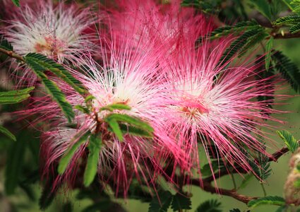 Beautiful beautiful flowers biology