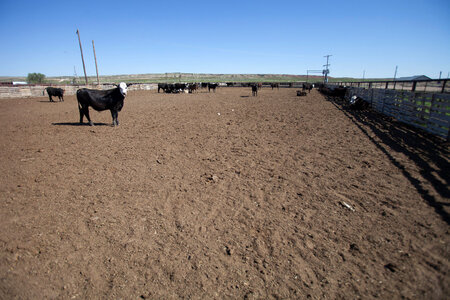 Cattle ranch-22