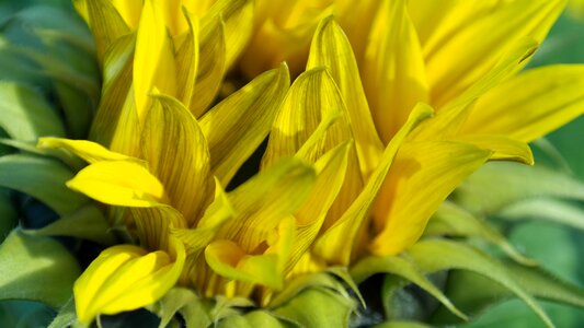 Yellow helianthus sun photo