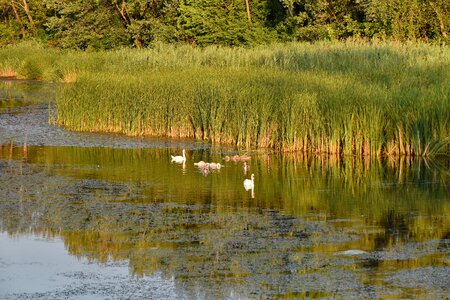 Bird Family swamp swan photo