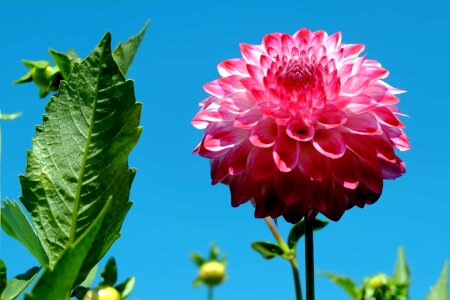 Beautiful Flowers beautiful photo blooming