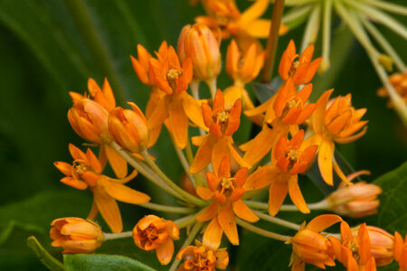 Butterfly Weed-3 photo