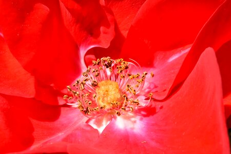 Pistil pollen red photo
