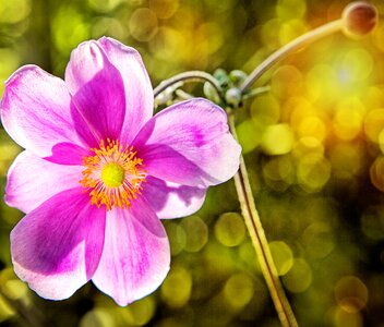 Beautiful beautiful flowers bloom