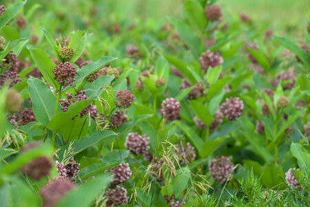 Common Milkweed-4 photo