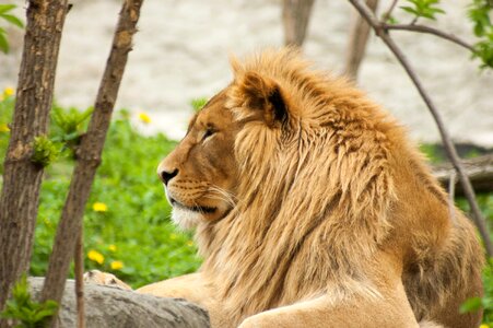 The mane head animal photo