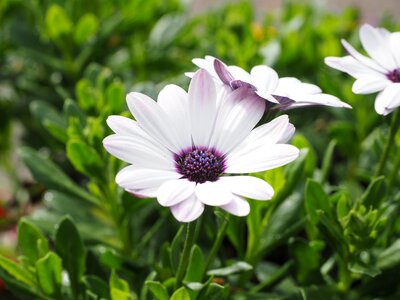 Osteospermum cape daisies paternoster shrub photo