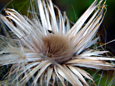 Nature plant dry