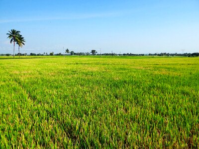 India crop field photo