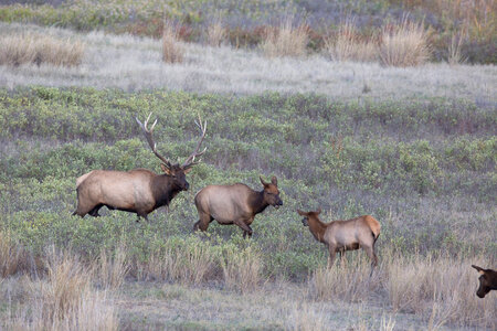 Bull Elk in rut-1 photo