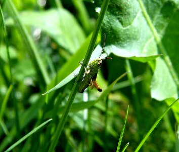 Insect antenna hopper photo