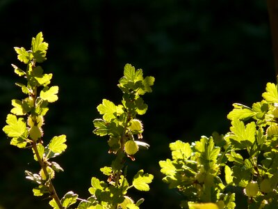 Berry green backlighting
