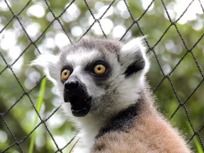 Madagascar wild zoo