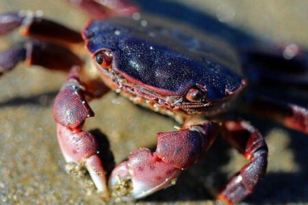 Purple shore crab