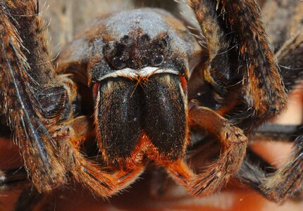 Arachnid scary rain spider photo