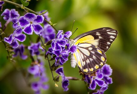 White yellow wings