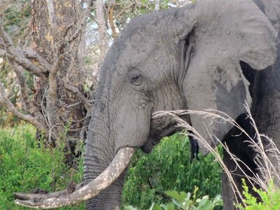 African bush elephant tanzania safari photo