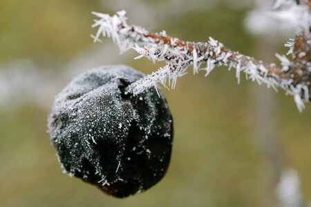 Cold frozen plum