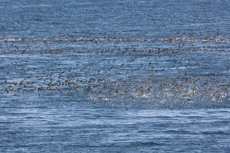 Bird flock mare