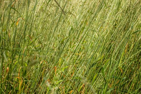 Dark Green field flora photo