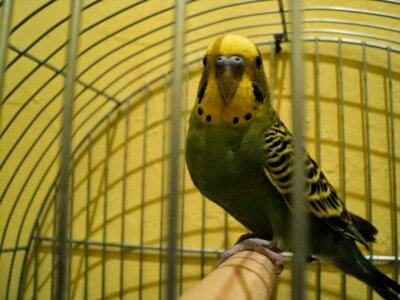 Animal bird cage