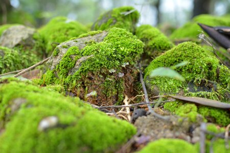 Forest floor wilderness lichen photo
