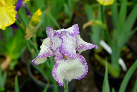 Flower petals drops of water