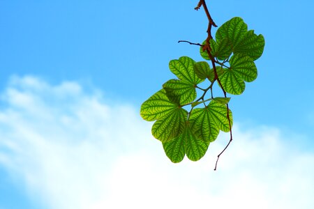 Cloud green harmony photo