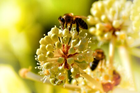 Pollen pollination honey
