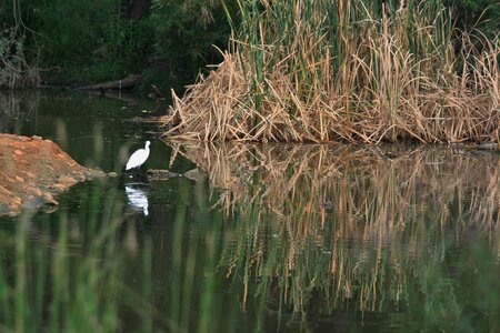 Bird white reflections photo