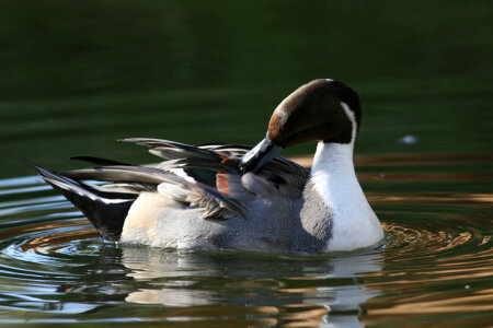 Northern Pintail photo