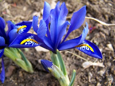 Iridaceae purple blossom photo