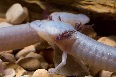 Texas Blind Salamander-2