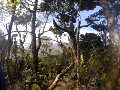 Rain Forest plant forest photo