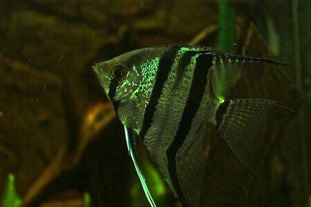 Aquarium exotic beautiful