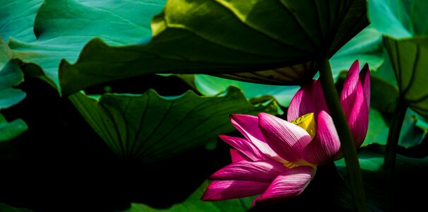 Flower plant vegetation