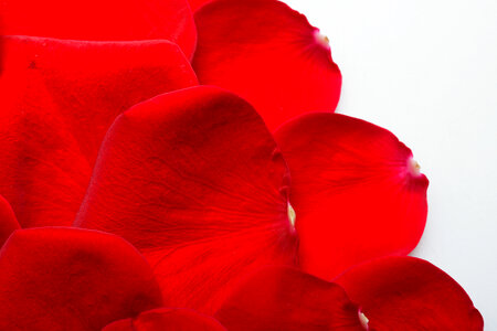 rose petals photo