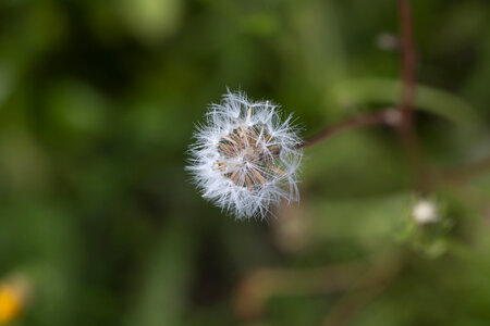 Wilderness Plant Flora and Fauna