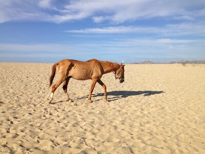 Beach desert famine brown desert photo