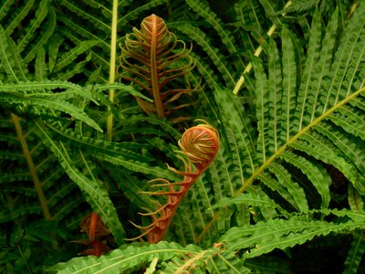 Plant environment leaf