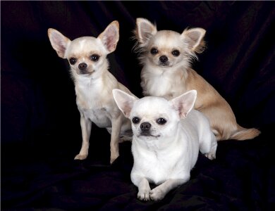Three canines puppies photo