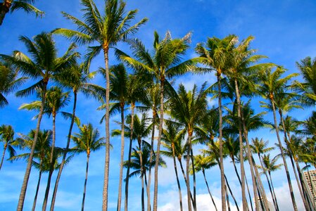 Tropical island travel
