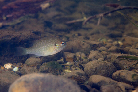 Juvenile redbreast sunfish-2