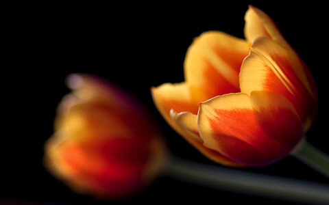 tulip flower