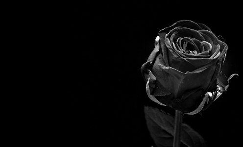 Beautiful Flowers black black and white