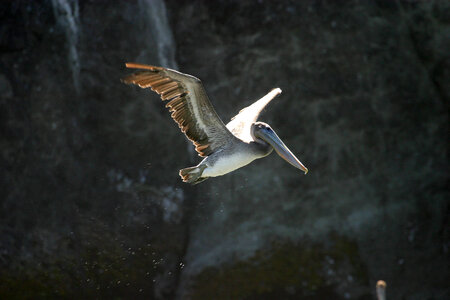 Brown Pelican-1 photo
