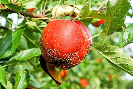 Apple berry branch