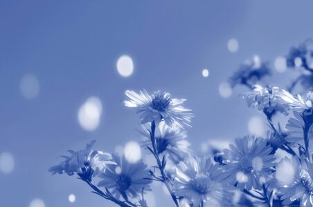 Blossom bloom petal