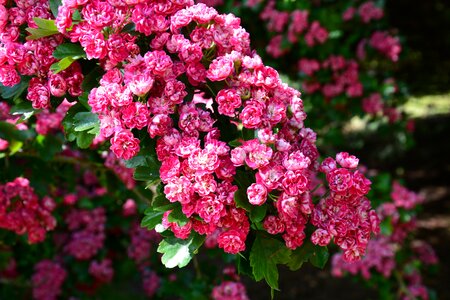 Flower flowering pink photo