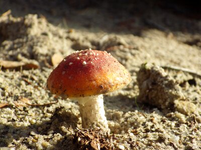 Mushrooms autumn beach
